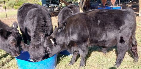 Australian Lowline Cattle And Genetics For Sale Alca