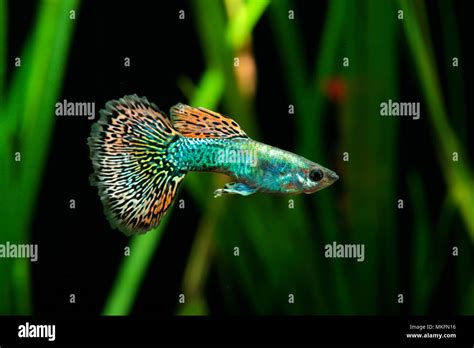 Guppy Poecilia Reticulata Dragon Mosaic Male Profil In Aquarium