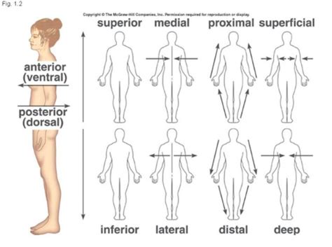 Anatomical Directional Terms Diagram Quizlet