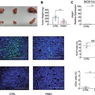 PINK1 Overexpression Suppresses Colon Tumor In Vivo A Representative