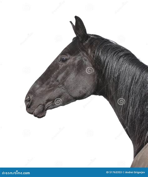 Black Horse Portrait Isolated On White Stock Image Image Of Dressage