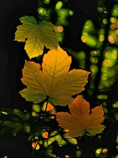 Pin By Neset Arici On Alt N Yapraklar Leaf Photography Leaves