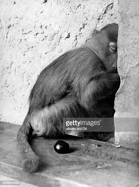 Sleeping Baboon Photos And Premium High Res Pictures Getty Images