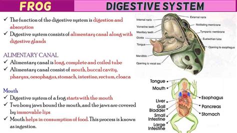 Digestive System Of A Frog