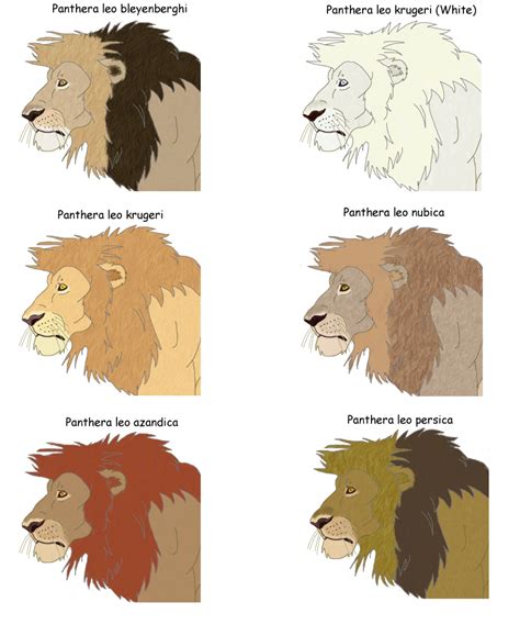 Lion Subspecies by theblazinggecko on DeviantArt