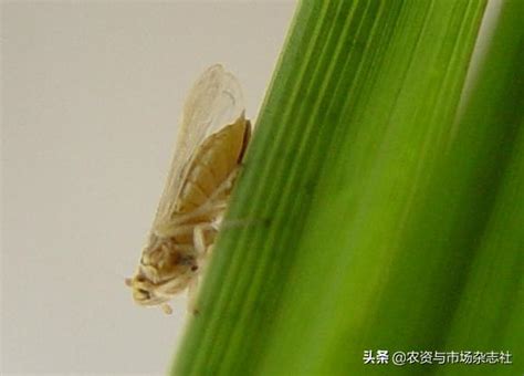 赤霉病、飛虱、蚜蟲等抗藥性上升 每日頭條