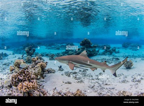 Adult Blacktip Reef Shark Carcharhinus Melanopterus Underwater