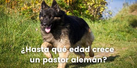 Hasta Qu Edad Crece Un Pastor Alem N Pastor Alem N