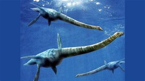 Fossili Di Plesiosauri Scoperti Nel Sahara Suggeriscono Che Non Erano