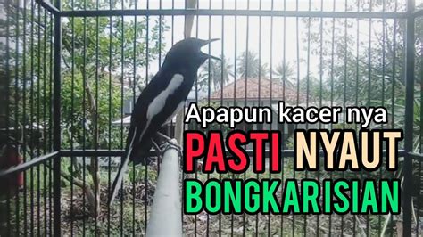 Suara Burung Kacer Gacor Ngeplong Tarung Ini Paling Ampuh Buat