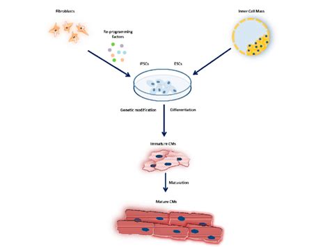 Differentiation Of Cardiomyocytes Derived From Pluripotent Stem Cells