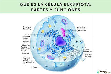 Cuáles Son Las Partes De La Célula Eucariota Y Sus Funciones