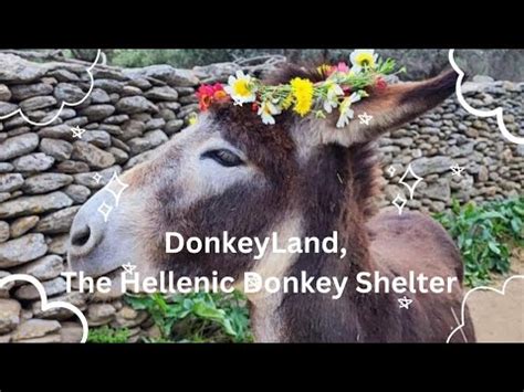 Unusual Things To Do In Athens The Hellenic Donkeyland Youtube