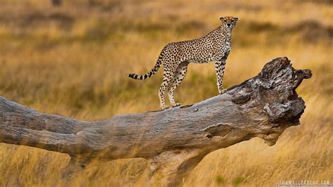 Serengeti Wallpapers - Top Free Serengeti Backgrounds - WallpaperAccess