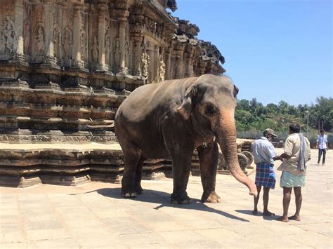 A Lonely Elephant Smithsonian Photo Contest Smithsonian Magazine