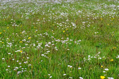 Free Images Nature White Field Lawn Meadow Prairie Flower