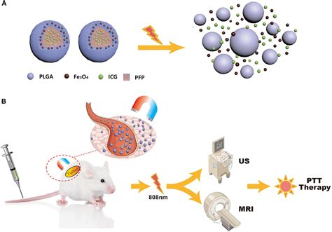 Frontiers Near Infrared Responsive Phase Shifted Nanoparticles For Magnetically Targeted Mrus