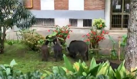 Invasione Dei Cinghiali In 8 A Spasso In Un Giardino Di Viale Valle