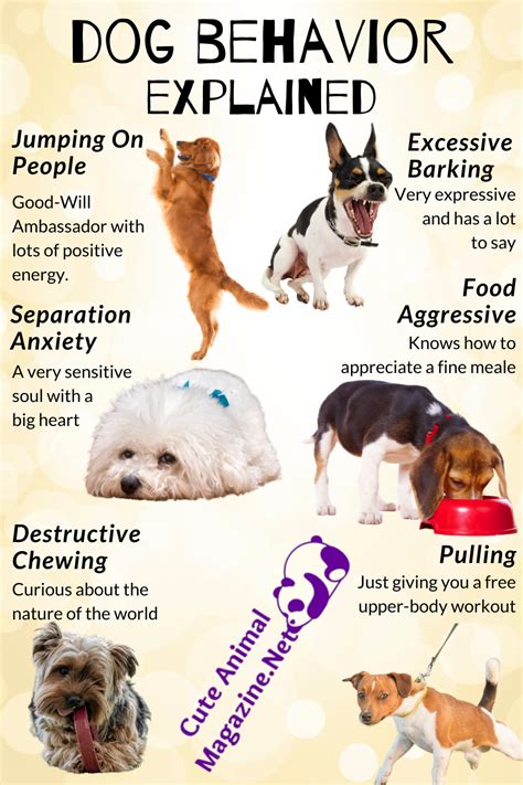 Dog Behavior Explained Artofit