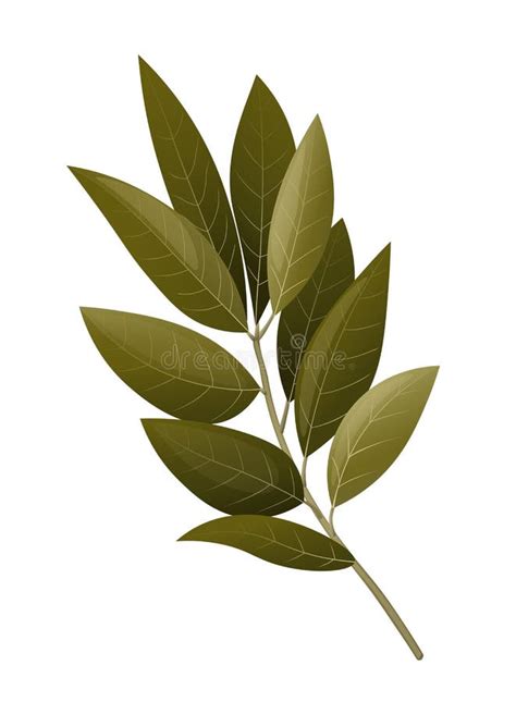 Bay Leaf Branch Vector Illustration Stock Vector Illustration Of