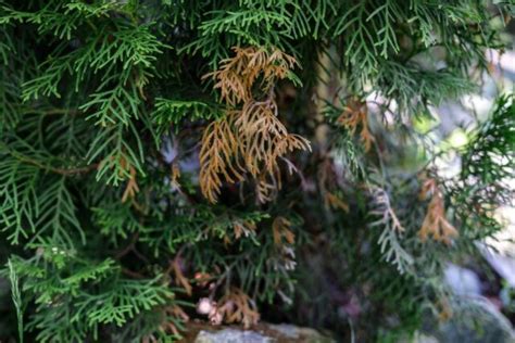 6 Clear Ways To Tell If Your Arborvitae Is Dying The Practical Planter