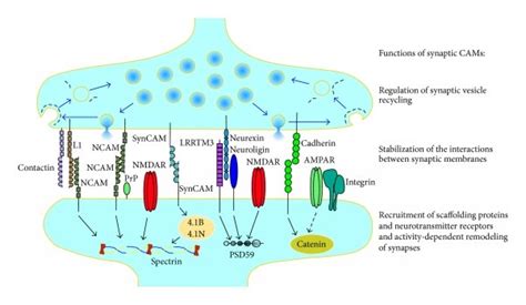 Schematic Diagram Illustrating Examples Of Synaptic Cams In