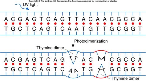 Nucleic Acids