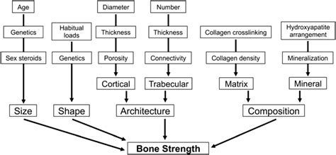 Factors contributing to bone strength. The ultimate definition of bone... | Download Scientific ...