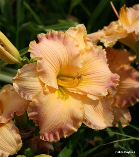 Autumn Wood Daylily Fragrant Beauty Oakes Daylilies