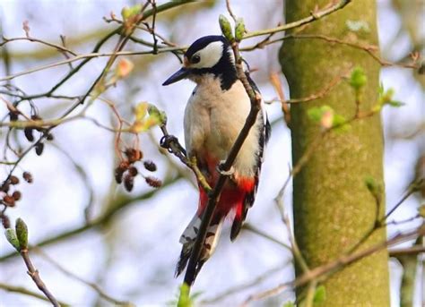 Vroege Vogels Foto Vogels Grote Bonte Specht