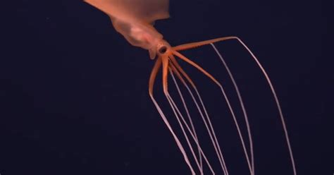 Scientists Surprised To Find Rare Deep Sea Bigfin Squid The