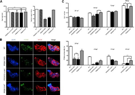 Figure From Fine Mapping Of The P Deletion Syndrome Identifies