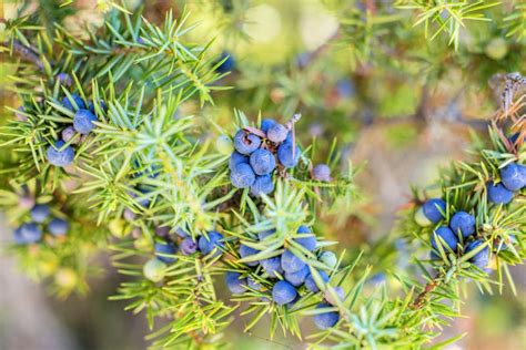 Juniper berries stock photo. Image of berries, cuisine - 33022662