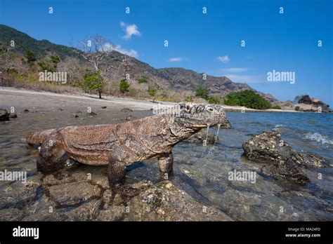 Les Dragons De Komodo Varanus Komodoensis Sont Le Plus Grand Des