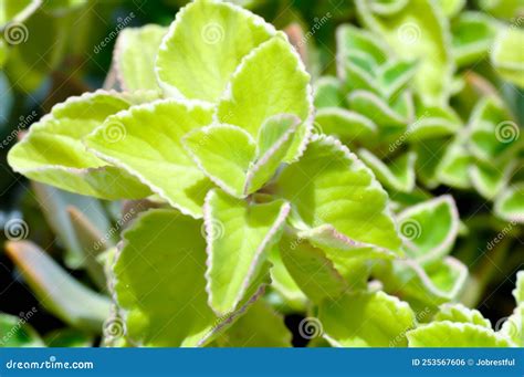 Succulent Plant Or Cuban Oregano Plectranthus Amboinicus Variegatus Or