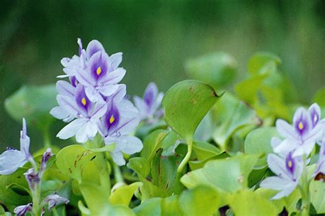 Common Water Hyacinth Eichhornia Crassipes Species Profile