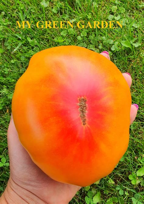 5 Hawaiian Pineapple Tomato Organic Seeds Гавайский ананас Non Gmo