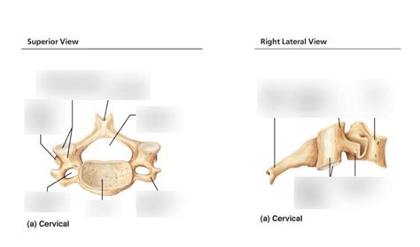 Superior And Lateral View Of Cervical Vertebrae Pt 1 Diagram Quizlet