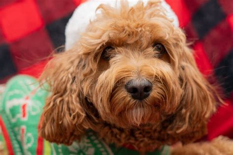 Cavapoo Dog With Christmass Clothes Dog Christmas Concept Stock Image