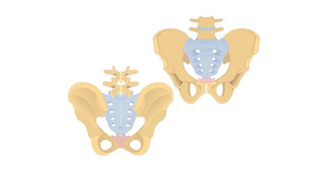 Sacrum And Coccyx