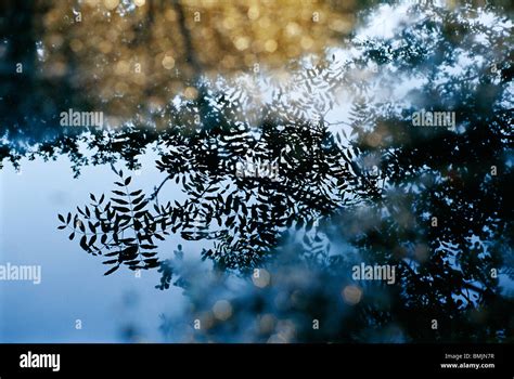 Reflections In Puddle Of Water Hi Res Stock Photography And Images Alamy