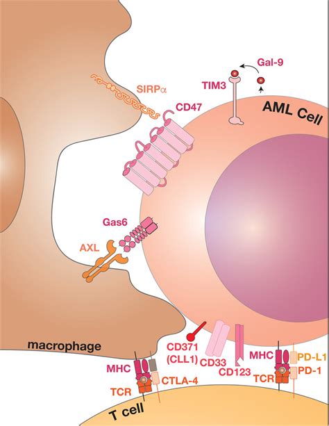 Innate And Adaptive Immune Targets In Clinical Evaluation For The