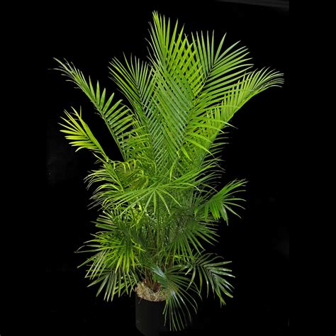 Majesty Palm Ariston Flowers And Boutique