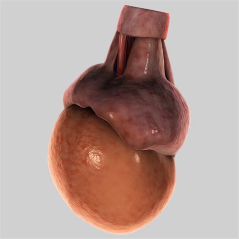 Testis 3d Model