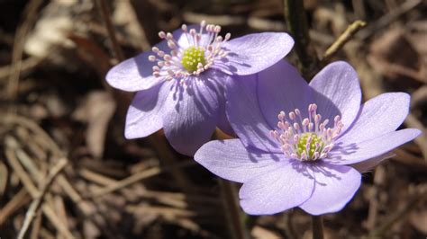 Podl Ky No People Plant Softness Day Nature K Purple Flowers