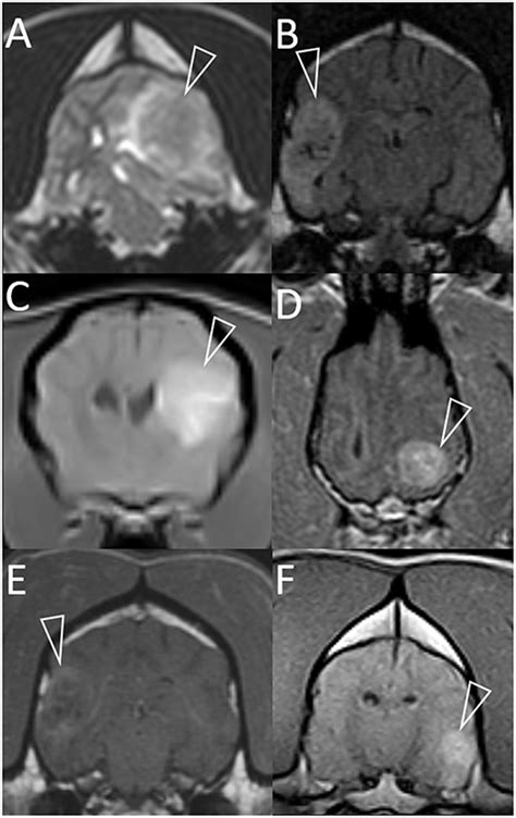 Dog Brain Mri