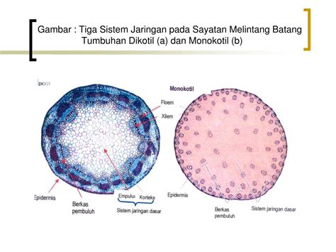 Gambar Jaringan Batang Tumbuhan Monokotil Dan Dikotil Gambar Gambar