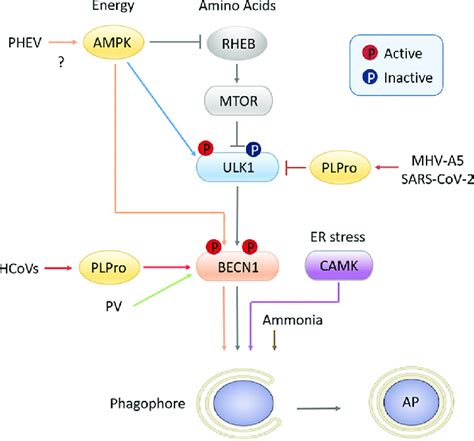 Schematic Of Autophagy Initiation The Canonical Autophagy Pathway