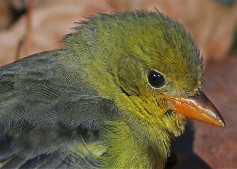 Western Tanager portrait - Queens Botanical Garden