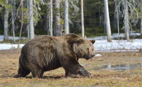 Orso Bruno Nella Foresta Di Autunno Fotografia Stock Immagine Di